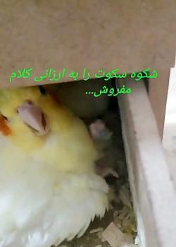 عکس عروس هلندی مولد