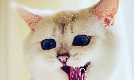 عکس پروفایل گربه ی فانتزی