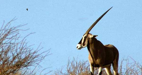 عکس اسب شاخ دار واقعی