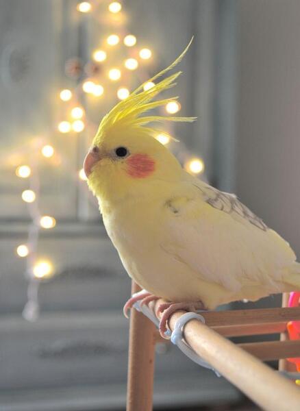 عکس عروس هلندی زرد نر