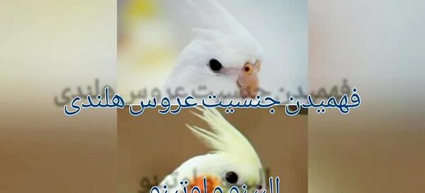 عکس عروس هلندی زرد نر