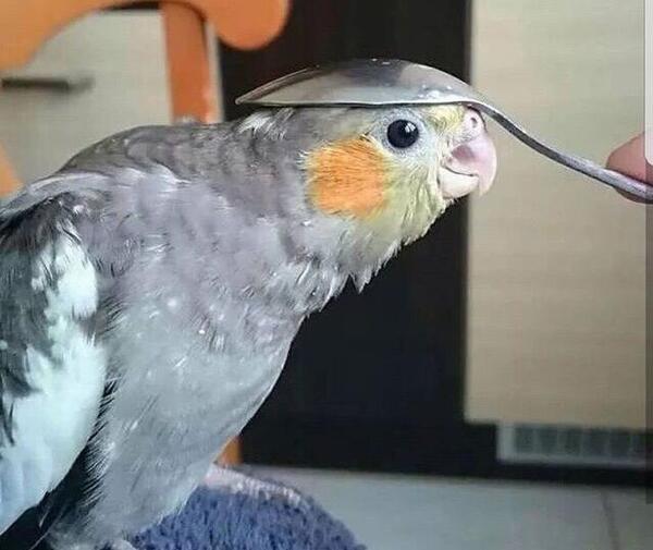 عکس عروس هلندی زرد نر