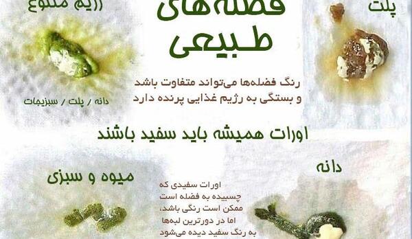 عکس عروس هلندی زرد نر