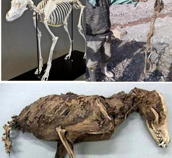 عکس اسکلت واقعی در ایران