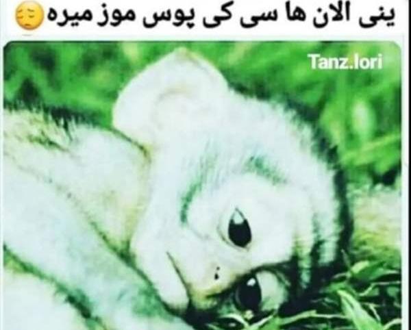 عکس سوتی مسافرت نی نی سایت