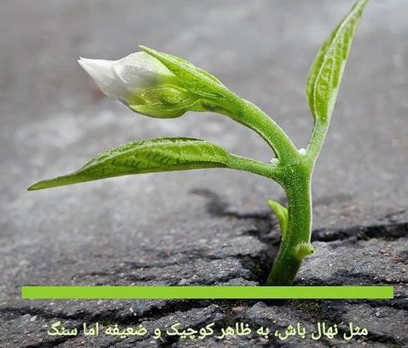 عکس پروفایل جدید امسال برای شاد