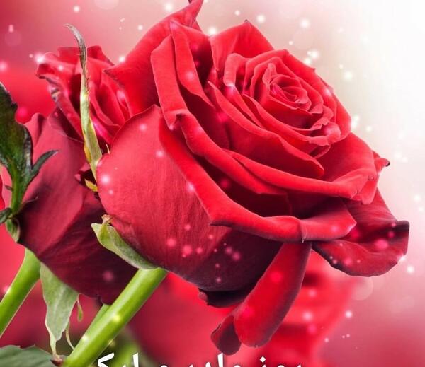 عکس های روز زن مبارک