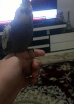 عکس عروس هلندی نوزاد