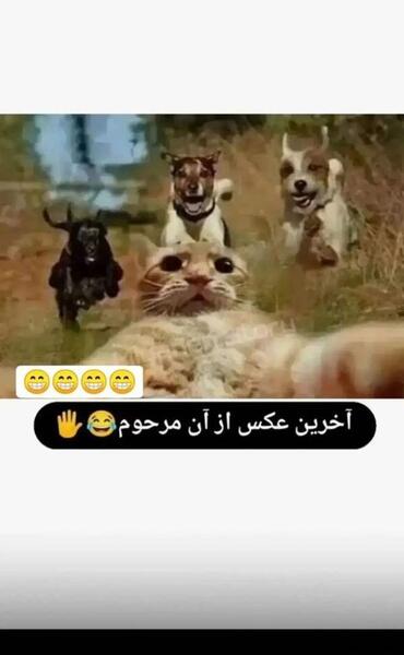 عکس فان نی نی سایت