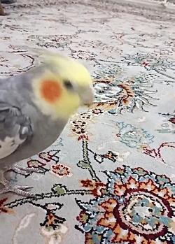 حرف زدن عکس عروس هلندی سخنگو