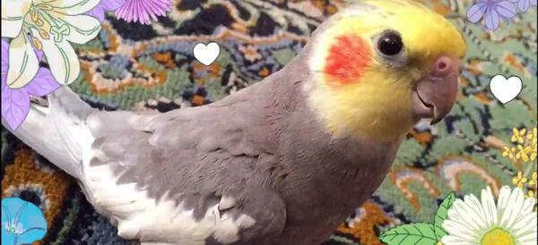 حرف زدن عکس عروس هلندی سخنگو