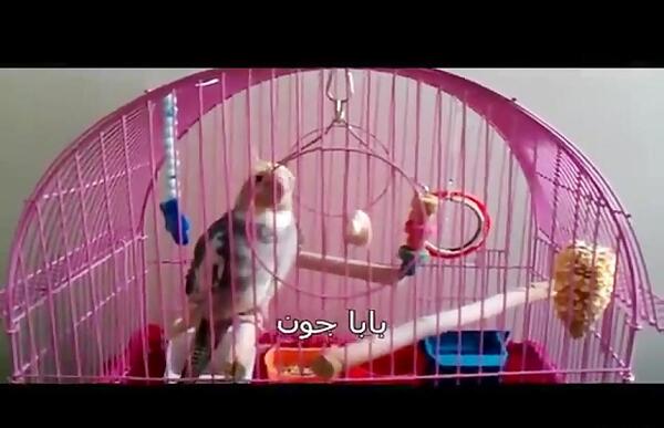 حرف زدن عکس عروس هلندی سخنگو