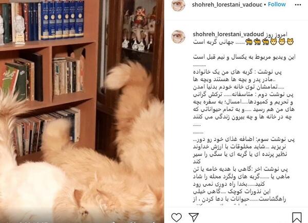 عکس گربه های شهره لرستانی