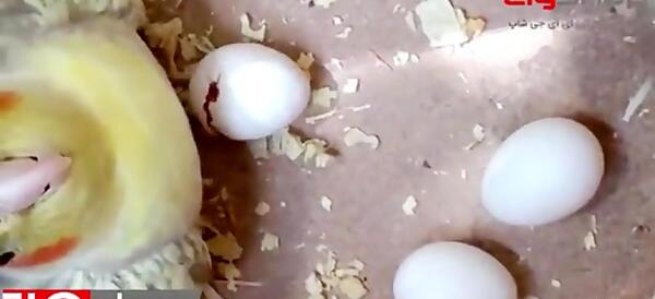 عکس عروس هلندی تازه به دنیا آمده