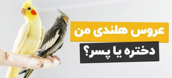عکس عروس هلندی نر و ماده لوتینو