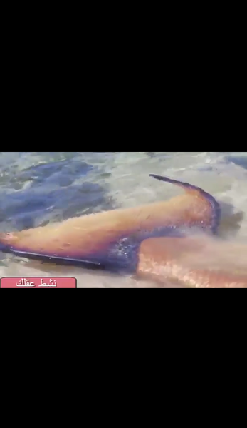 عکس پری دریایی نی نی