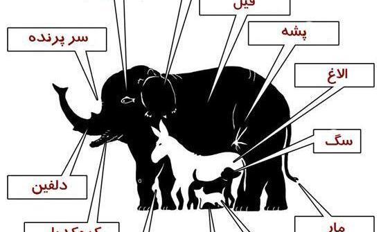 معمای عکس فیل چند حیوان میبینید