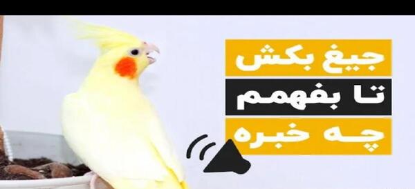 عکس عروس هلندی عصبانی