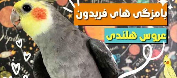 عکس عروس هلندی فریدون
