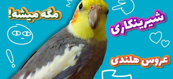عکس عروس هلندی فریدون