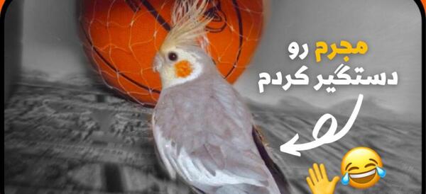 عکس عروس هلندی فریدون