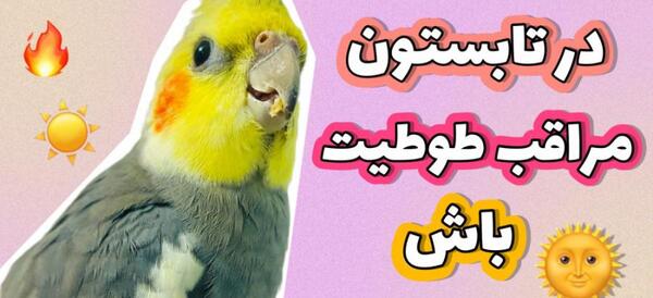 عکس عروس هلندی فریدون
