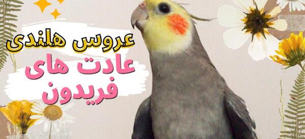 عکس عروس هلندی فریدون