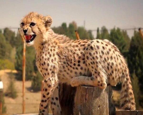 عکس پرحاشیه پسر ایرانی