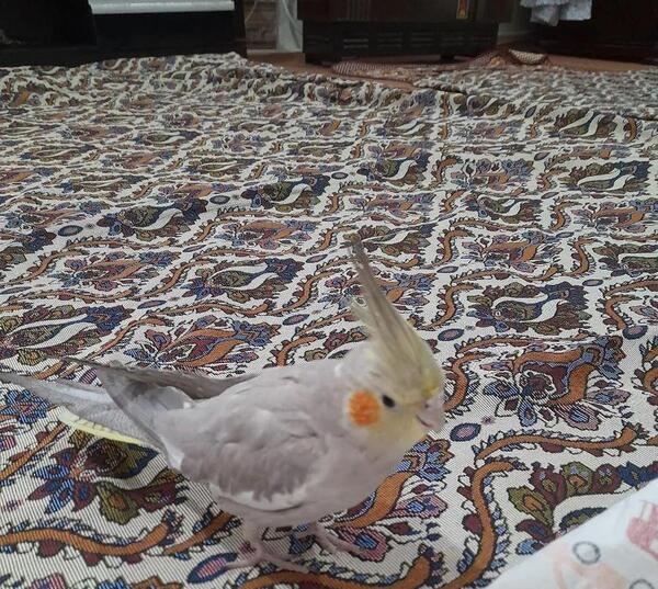 عکس عروس هلندی شش ماهه