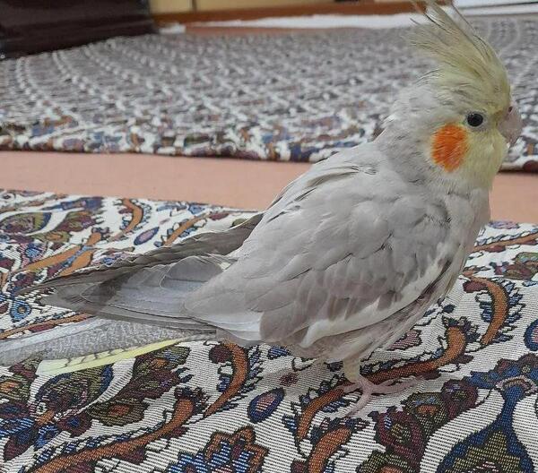 عکس عروس هلندی شش ماهه