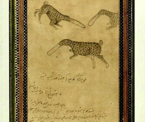 عکس جیران در کاخ گلستان