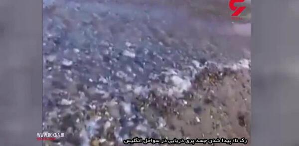 عکس پری دریایی واقعی زنده زیبا در باغ وحش