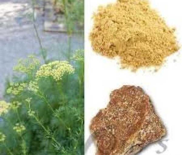 عکس گیاه سوزی