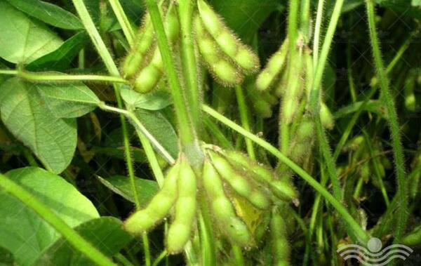 عکس کشاورزی سویا