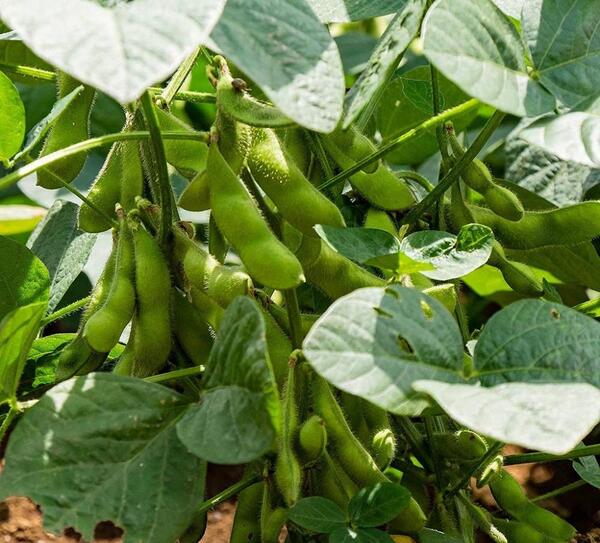 عکس گیاه سویا