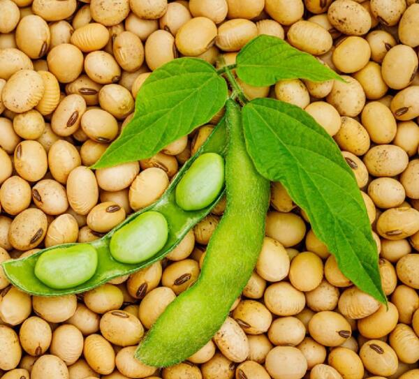 عکس گیاه سویا