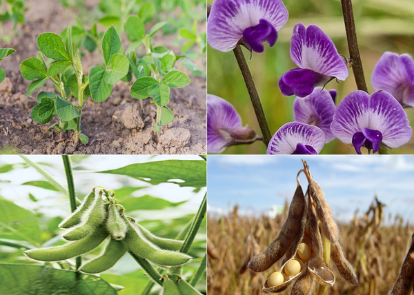 عکس گیاه سویا