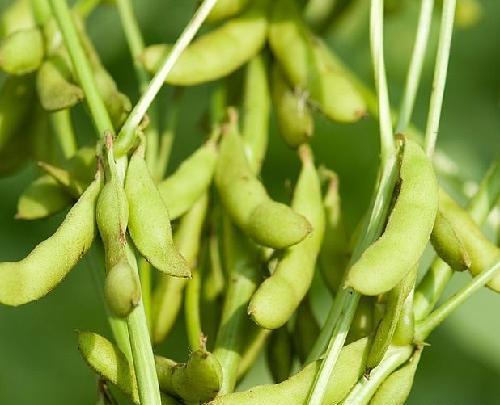 عکس گیاه سویا