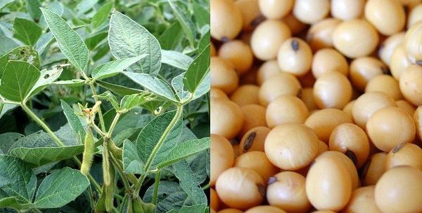 عکس مزرعه سویا