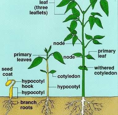 عکس مزرعه سویا