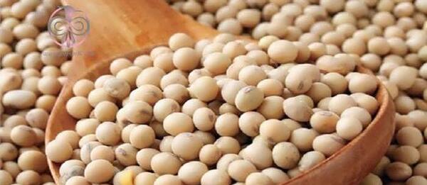 عکس جوانه سویا