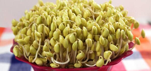 عکس جوانه سویا