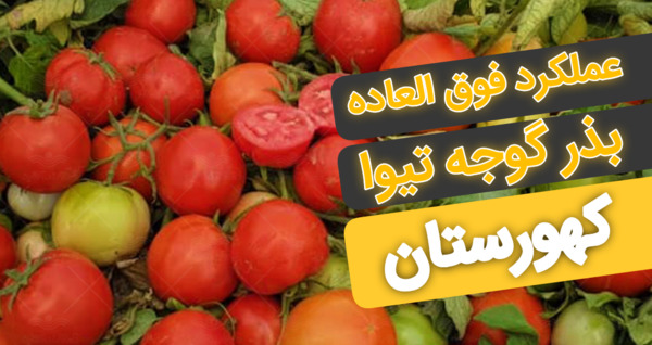 عکس درخت سویا ماکارونی