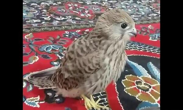 عکس عكس جوجه قرقي