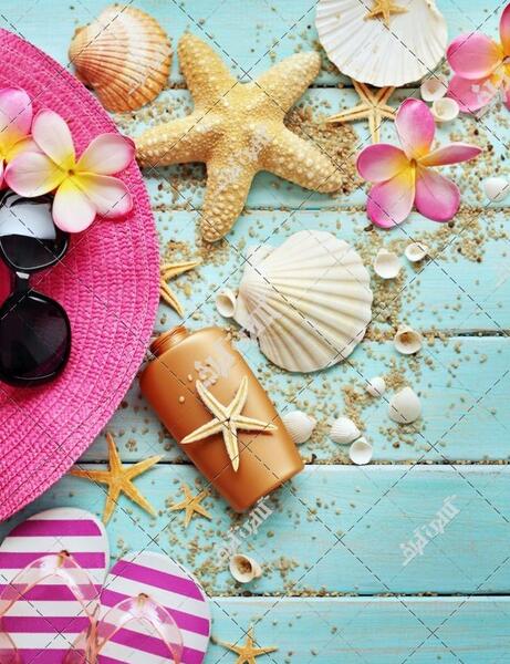 عکس تصویر پس زمینه صدف