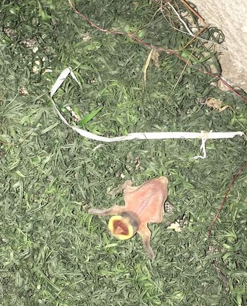 عکس عكس جوجه گنجشك