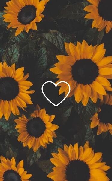 عکس پس زمینه والپیپر