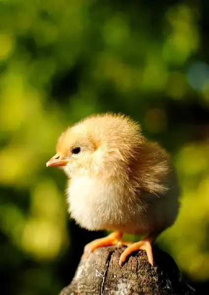 عکس جوجه ناز