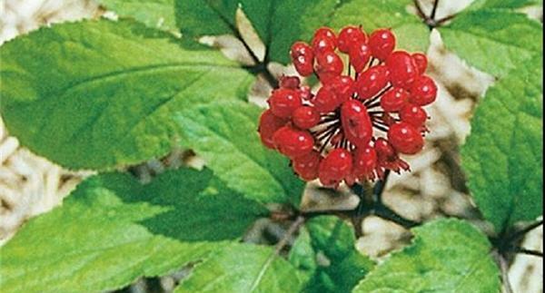عکس در مورد گیاهان دارویی