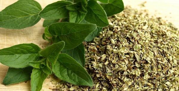 عکس در مورد گیاهان دارویی